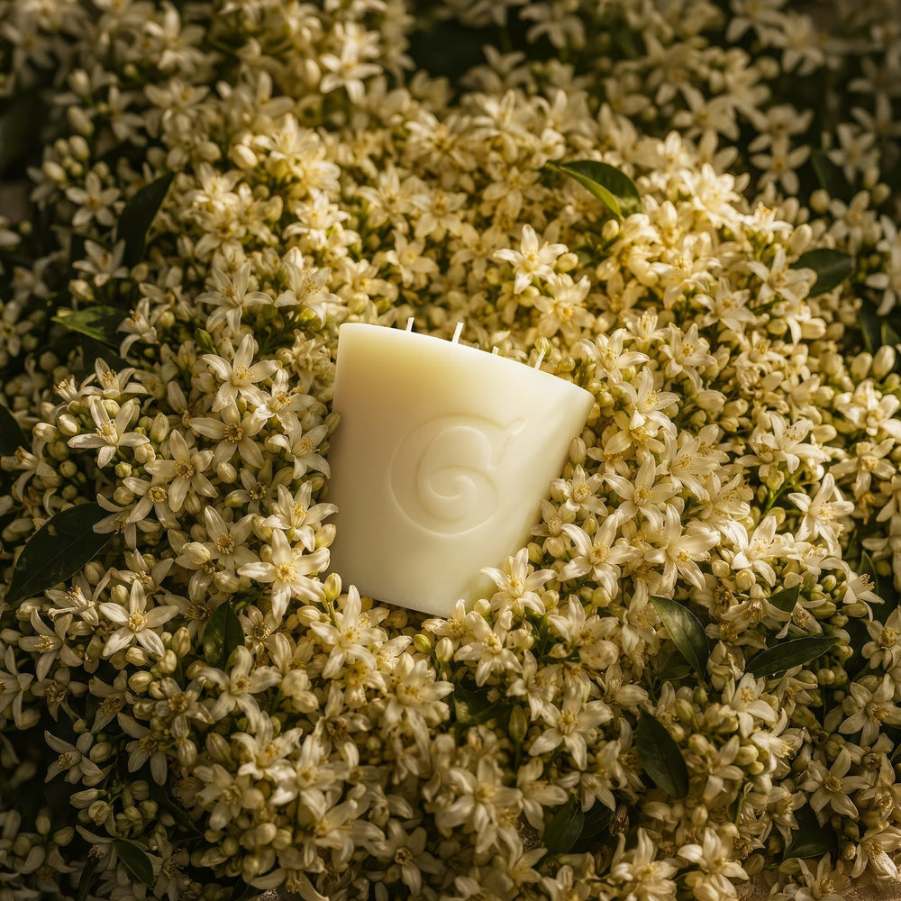 ZÂGARA: The Scent of Mediterranean Spring